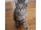 Adopt Galileo a Brown Tabby Domestic Shorthair cat in Tecumseh, MI (40483883)