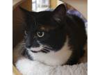 Adopt Oreo a Domestic Shorthair cat in Tecumseh, MI (40483876)
