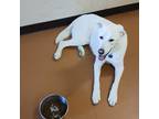 Adopt Vayu a White Great Pyrenees / Husky / Mixed dog in Grand Junction