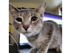 Adopt Saxa a Gray, Blue or Silver Tabby Domestic Shorthair cat in Tecumseh