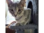 Adopt Sybil a Gray, Blue or Silver Tabby Domestic Shorthair cat in Tecumseh