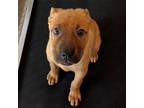 Adopt Sonny a Mixed Breed (Medium) / Mixed dog in Rancho Santa Fe, CA (41377150)