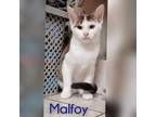 Adopt Malfoy a White Domestic Shorthair cat in Tecumseh, MI (40483861)