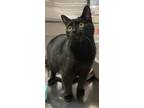 Adopt Jaslene a All Black Domestic Shorthair / Domestic Shorthair / Mixed cat in
