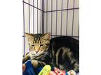 Adopt Bugger a Brown or Chocolate Domestic Shorthair / Domestic Shorthair /