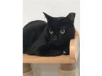 Adopt Top Cat a All Black Domestic Shorthair / Domestic Shorthair / Mixed cat in
