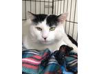 Adopt Canyon a White Domestic Shorthair / Domestic Shorthair / Mixed cat in