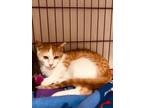 Adopt Bobbie a Orange or Red Domestic Shorthair / Mixed Breed (Medium) / Mixed
