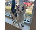 Adopt Ollie a White Domestic Shorthair / Domestic Shorthair / Mixed cat in