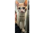 Adopt Winston a Orange or Red (Mostly) Domestic Shorthair (short coat) cat in