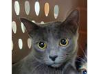 Adopt Moma Zim a Gray or Blue Domestic Shorthair / Domestic Shorthair / Mixed