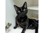 Adopt Silas a All Black Domestic Shorthair / Domestic Shorthair / Mixed cat in
