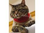 Adopt Xander a Brown Tabby Domestic Shorthair / Mixed (short coat) cat in
