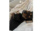 Adopt Zoe a Black - with Tan, Yellow or Fawn Beagle / Dachshund / Mixed dog in