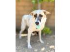 Adopt Laverne a Tan/Yellow/Fawn Husky / Whippet / Mixed dog in Anza