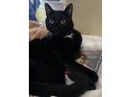 Adopt Bugg a Black (Mostly) American Shorthair / Mixed (medium coat) cat in