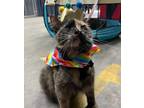 Adopt Biscuit a Tortoiseshell Domestic Mediumhair (medium coat) cat in Marion