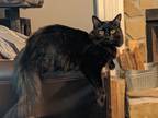 Adopt Hades a All Black Domestic Mediumhair / Mixed (medium coat) cat in