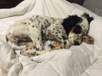 Adopt Cooper a White - with Black English Setter / Mixed dog in Flushing