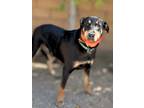 Adopt Gumbo a Black - with Brown, Red, Golden, Orange or Chestnut Rottweiler /