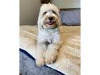 Adopt Monty a White - with Red, Golden, Orange or Chestnut Labradoodle / Mixed