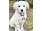 Adopt Cotia a White Great Pyrenees / Mixed dog in Tulsa, OK (41377052)