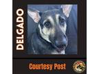 Adopt DELGADO a Black - with Tan, Yellow or Fawn German Shepherd Dog / Mixed dog