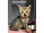 Adopt SpongeBob a Brown Tabby Domestic Shorthair (short coat) cat in Binghamton