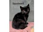 Adopt Squidward a All Black Domestic Shorthair (short coat) cat in Binghamton