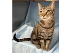 Adopt Fred a Brown Tabby Domestic Shorthair / Domestic Shorthair / Mixed (short