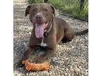 Adopt Rowdy a Brown/Chocolate Labrador Retriever / American Staffordshire