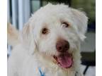Adopt Falkor a White Labrador Retriever / Poodle (Standard) / Mixed dog in Key