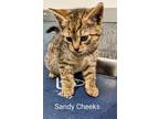 Adopt Sandy Cheeks a Brown Tabby Domestic Shorthair (short coat) cat in
