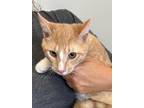 Adopt Duane a Orange or Red Domestic Shorthair (short coat) cat in Englewood