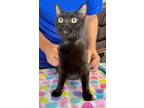 Adopt Wesley a All Black Domestic Shorthair (short coat) cat in Englewood