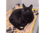 Adopt Jasper James a All Black Domestic Shorthair / Mixed (short coat) cat in