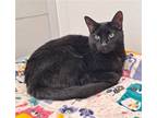 Adopt Leonard a All Black Domestic Shorthair / Mixed (short coat) cat in Bay