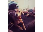 Adopt Lala a Tan/Yellow/Fawn Dachshund / Beagle / Mixed dog in Vacaville