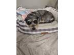 Adopt Coco a Brown/Chocolate - with White Schnauzer (Standard) / Mixed dog in