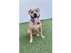 Adopt Apollo a Tan/Yellow/Fawn American Staffordshire Terrier / Mixed dog in