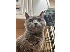 Adopt Winnie a Gray or Blue Domestic Shorthair / Mixed Breed (Medium) / Mixed