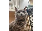 Adopt Winnie a Gray or Blue Domestic Shorthair / Domestic Shorthair / Mixed cat