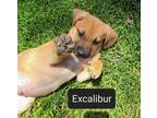 Adopt Finnigan(529)/Excalibur a Brindle Hound (Unknown Type) / Mixed Breed