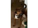 Adopt Oscar a Black - with White Mountain Cur / Mixed Breed (Medium) / Mixed dog