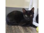 Adopt Chi Chi a All Black Domestic Shorthair / Mixed (short coat) cat in LAS