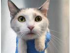 Adopt Sunflower* a Calico or Dilute Calico Domestic Shorthair cat in Wildomar