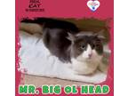 Adopt Mr. Big Ol Head a Domestic Mediumhair / Mixed (short coat) cat in Kingman