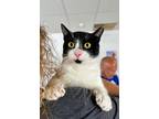 Adopt Yadi a Black & White or Tuxedo Domestic Shorthair (short coat) cat in