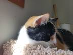 Adopt Chispa a Brown Tabby Domestic Mediumhair / Mixed (medium coat) cat in