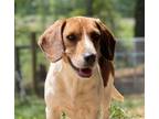Adopt Archibald a Tricolor (Tan/Brown & Black & White) Beagle / Mixed dog in